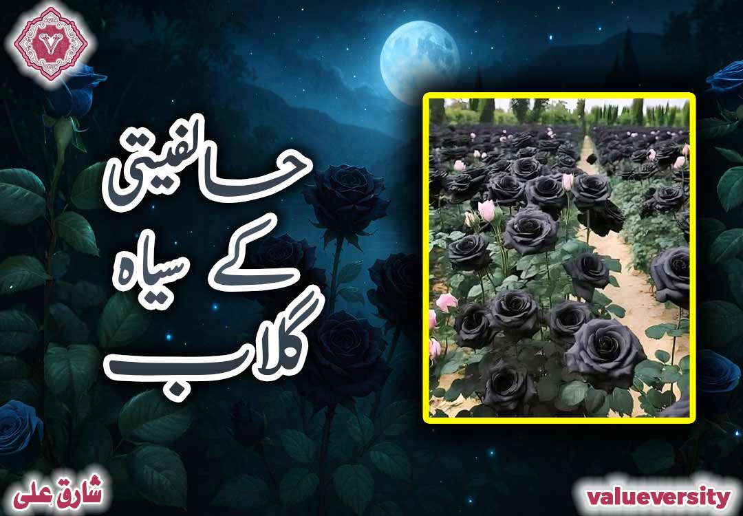 حالفیتی کے سیاہ گلاب